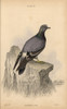 Rock Pigeon  Columba Livia Poster Print By ® Florilegius / Mary Evans - Item # VARMEL10938855