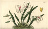 Two-Coloured Leptotes Orchid  Leptotes Bicolor Poster Print By ® Florilegius / Mary Evans - Item # VARMEL10940117