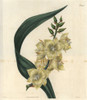 Glaucous-Leaved Adam'S Needle With Pale Yellowà Poster Print By ® Florilegius / Mary Evans - Item # VARMEL10934425