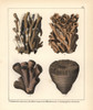 Stony Coral Fossils: Lithodendron And Anthophyllum Species Poster Print By ® Florilegius / Mary Evans - Item # VARMEL10941125