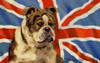 The British Bulldog Poster Print By Mary Evans Picture Library/Peter & Dawn Cope Collection - Item # VARMEL10543037