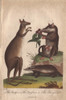 Kangaroo  Badger And Opossum  Macropus Giganteusà Poster Print By ® Florilegius / Mary Evans - Item # VARMEL10941208