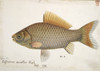 Cyprinus Auratus  Goldfish Poster Print By Mary Evans / Natural History Museum - Item # VARMEL10706995