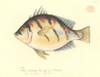 Enoplosus Armatus  Old Wife Poster Print By Mary Evans / Natural History Museum - Item # VARMEL10707685