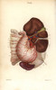 Circulatory System To The Stomach  Liver  Kidneyà Poster Print By ® Florilegius / Mary Evans - Item # VARMEL10939617