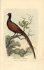 Ring Or Common Pheasant  Phasianus Colchicus Poster Print By ® Florilegius / Mary Evans - Item # VARMEL10937369