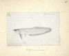 Osteoglossum Bicirrhosum  Silver Arowana Poster Print By Mary Evans / Natural History Museum - Item # VARMEL10987509