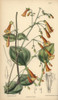 Pentstemon Rotundifolius  Native Of North Mexico Poster Print By ® Florilegius / Mary Evans - Item # VARMEL10935130