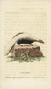 Striped Skunk  Mephitis Mephitis Poster Print By ® Florilegius / Mary Evans - Item # VARMEL10938002