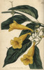 Chamberlayne'S Trumpet Flower  Bignonia Chamberlaynii Poster Print By ® Florilegius / Mary Evans - Item # VARMEL10936020