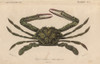 Green Swimming Crab  Lupa Elagica Poster Print By ® Florilegius / Mary Evans - Item # VARMEL10940943