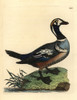 Harlequin Duck  Histrionicus Histrionicus Poster Print By ® Florilegius / Mary Evans - Item # VARMEL10940557