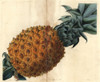 Wave-Leaved Pineapple  Ananas Debilis Poster Print By ® Florilegius / Mary Evans - Item # VARMEL10939336