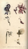 Nectarium Of The Aconite 1  3  Columbine 2À Poster Print By ® Florilegius / Mary Evans - Item # VARMEL10936059