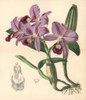 Mr Skinner'S Cattleya Orchid  Cattleya Skinneri Poster Print By ® Florilegius / Mary Evans - Item # VARMEL10935084
