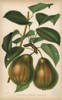 Pear Cultivar  Beurre D'Amarilis Panachee  Pyrus Communis Poster Print By ® Florilegius / Mary Evans - Item # VARMEL10936653