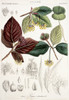 Fagus Sylvatica  European Beech Poster Print By Mary Evans / Natural History Museum - Item # VARMEL10706760