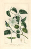 White Lady  Thunbergia Fragrans  Native To Australia Poster Print By ® Florilegius / Mary Evans - Item # VARMEL10934633