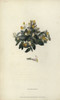 Shrubby Milkwort  Polygala Chamaebuxus Poster Print By ® Florilegius / Mary Evans - Item # VARMEL10936763