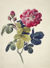 Rosa Centifolia  Moss Rose Poster Print By Mary Evans / Natural History Museum - Item # VARMEL10713015