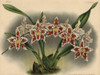 President Roosevelt Variety Of Odontoglossum Crispum Orchid Poster Print By ® Florilegius / Mary Evans - Item # VARMEL10939357