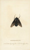 Spotted Blue Fly Of New South Wales Poster Print By ® Florilegius / Mary Evans - Item # VARMEL10937844