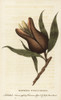 Woody Pear  Xylomelum Pyriforme Poster Print By ® Florilegius / Mary Evans - Item # VARMEL10937889
