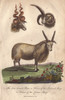 Four-Horned Ram And Horns Of Theà Poster Print By ® Florilegius / Mary Evans - Item # VARMEL10941221