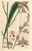 Sharp-Petaled Bletia Or Pine Pink Orchid  Bletiaà Poster Print By ® Florilegius / Mary Evans - Item # VARMEL10934978