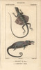 Common Flying Dragon  Draco Volans  And Two-Hornedà Poster Print By ® Florilegius / Mary Evans - Item # VARMEL10938462