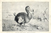 Dodo  Raphus Cucullatus Poster Print By ® Florilegius / Mary Evans - Item # VARMEL10936611