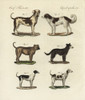 Breeds Of Dogs Poster Print By ® Florilegius / Mary Evans - Item # VARMEL10934768 Breeds Of Dogs Poster Print By ® Florilegius / Mary Evans - Item # VARMEL10934768
