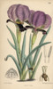 Iris Paradoxa  Purple Iris Native Of The Caucasusà Poster Print By ® Florilegius / Mary Evans - Item # VARMEL10935156