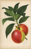 Dryden Nectarine  Prunus Persica Poster Print By ® Florilegius / Mary Evans - Item # VARMEL10936646