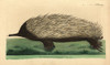 Short-Beaked Echidna  Tachyglossus Aculeatus Poster Print By ® Florilegius / Mary Evans - Item # VARMEL10940234