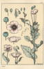 Botanical Illustration Of The Poppy  With Flowerà Poster Print By ® Florilegius / Mary Evans - Item # VARMEL10937524