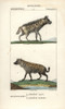 Striped Hyena  Hyaena Hyaena  And Spotted Hyenaà Poster Print By ® Florilegius / Mary Evans - Item # VARMEL10938947