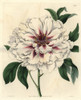 Double-White Tree Peony  Paeonia Moutan Albida Plena Poster Print By ® Florilegius / Mary Evans - Item # VARMEL10935209