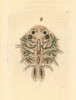 Water Flea  Cyclops Cyprinaceus Poster Print By ® Florilegius / Mary Evans - Item # VARMEL10940760