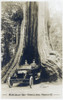The Big Hollow Tree - Stanley Park  Vancouver  Bc  Canada Poster Print By Mary Evans / Grenville Collins Postcard Collection - Item # VARMEL10826068