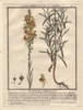 Yellow Snapdragon  Antirrhinum Vulgare Poster Print By ® Florilegius / Mary Evans - Item # VARMEL10935829