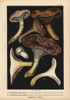 Agaricus Viscidus  Gomphidius Viscidus  Andà Poster Print By ® Florilegius / Mary Evans - Item # VARMEL10939303