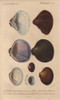 Variety Of Scallop And Clam Shells: Galatheaà Poster Print By ® Florilegius / Mary Evans - Item # VARMEL10940940