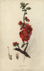 Japanese Quince Tree  Chaenomeles Japonica Poster Print By ® Florilegius / Mary Evans - Item # VARMEL10936719