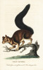 Indian Or Malabar Giant Squirrel  Ratufa Indica Poster Print By ® Florilegius / Mary Evans - Item # VARMEL10937939