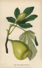 Fig Cultivar  Coldi Signora Bianca  Ficus Carica Poster Print By ® Florilegius / Mary Evans - Item # VARMEL10936657