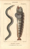 European Eel  Anguilla Anguilla  Criticallyà Poster Print By ® Florilegius / Mary Evans - Item # VARMEL10938444