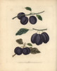 Plum Varieties  Prunus Domestica Poster Print By ® Florilegius / Mary Evans - Item # VARMEL10935677