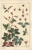 Botanical Illustration Of A Geranium Flower  Petals  Leaves Poster Print By ® Florilegius / Mary Evans - Item # VARMEL10937501