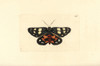Episteme Moth  Episteme Lectrix Szechuanensis Poster Print By ® Florilegius / Mary Evans - Item # VARMEL10940684